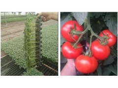 阜陽大紅西紅柿苗種苗廠 2000棵西紅柿苗發(fā)貨