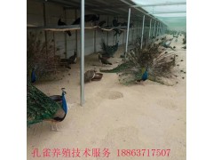 資陽(yáng)養(yǎng)殖鴕鳥(niǎo)好銷售嗎，鴕鳥(niǎo)苗多少錢一個(gè)月