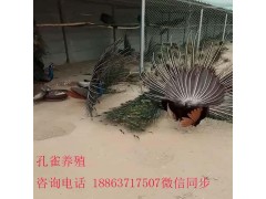 萍鄉(xiāng)哪里有鴕鳥養(yǎng)殖場(chǎng)，鴕鳥苗多少錢一對(duì)