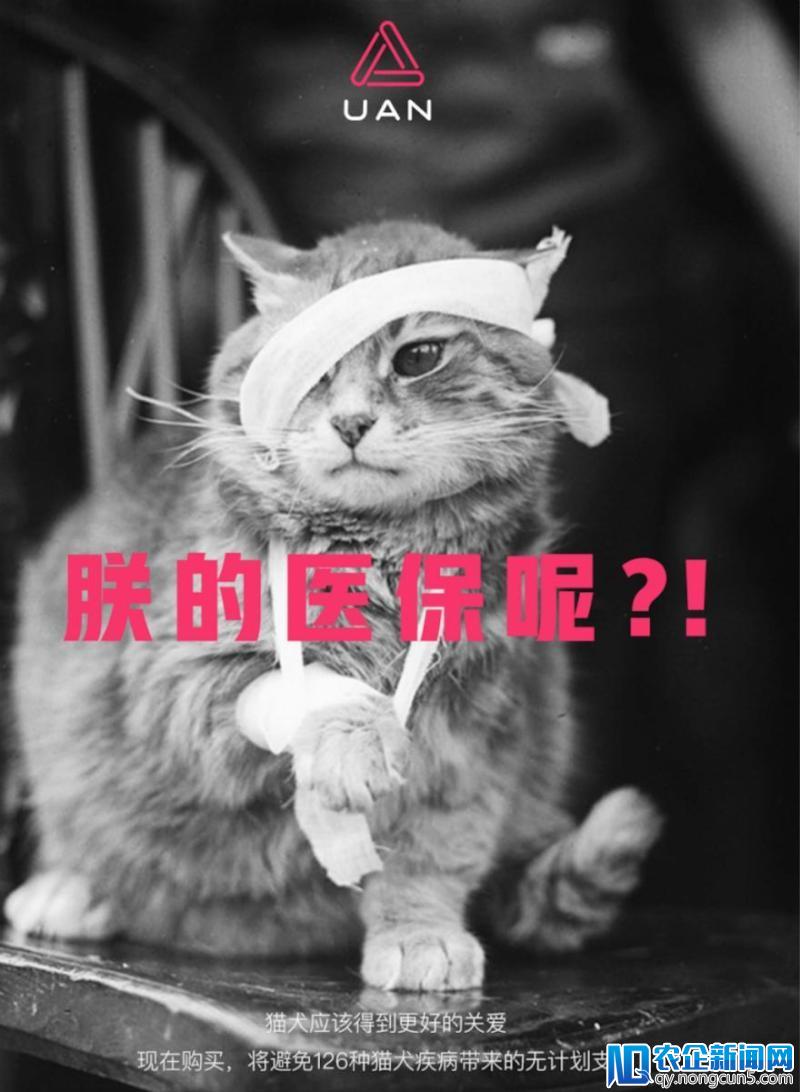 从宠物保险切入宠物健康管理，友安宠物要从根源上减轻宠物主养宠负担