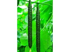 洛陽(yáng)黃瓜苗育苗廠 批發(fā)大小黃瓜苗