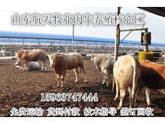 廣西黃牛養(yǎng)殖場(chǎng)西門塔爾牛價(jià)格