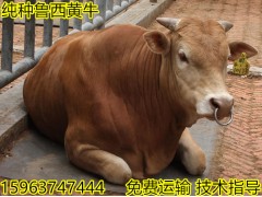 廣西黃牛養(yǎng)殖場紅白花牛價格