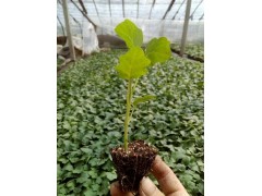 大理長茄苗育苗廠 茄子苗批發(fā)