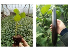 德宏代育圓茄苗 茄子苗種苗廠