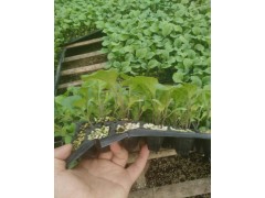 鄂爾多斯茄子苗種苗廠 代育茄子苗