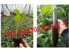 巴彥淖爾長(zhǎng)茄苗育苗廠 茄子苗批發(fā)