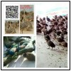 西安鴕鳥(niǎo)養(yǎng)殖銷(xiāo)售到哪里