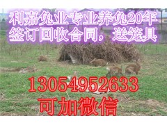 雜交野兔多少錢一只