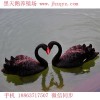 滁州哪里有養(yǎng)鴕鳥(niǎo)的