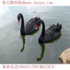 天水可以養(yǎng)鴕鳥(niǎo)嗎？