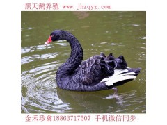 朝陽鴕鳥養(yǎng)殖銷售到哪里