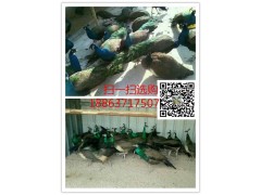 海南鴕鳥養(yǎng)殖基地