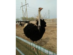 晉中我想養(yǎng)殖鴕鳥(niǎo)