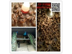 遵義鴕鳥養(yǎng)殖銷售到哪里