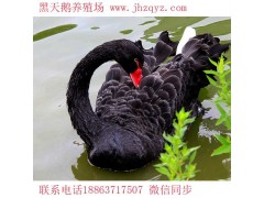 婁底養(yǎng)殖鴕鳥怎么樣