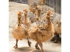 張家口哪里有鴕鳥養(yǎng)殖場