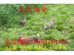 2018最新雜交野兔價格