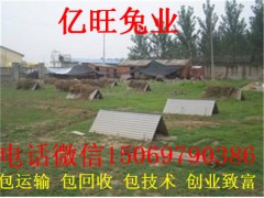 100只雜交野兔利潤(rùn)與成本