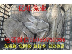 甘肅哪里有養(yǎng)兔子的