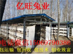 濟(jì)寧雜交野兔養(yǎng)殖基地
