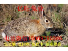 野兔的飼養(yǎng)和管理