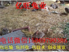 養(yǎng)殖野兔要多少資金