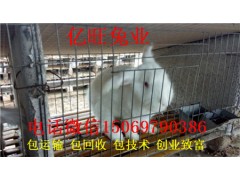 哪里有養(yǎng)肉兔的