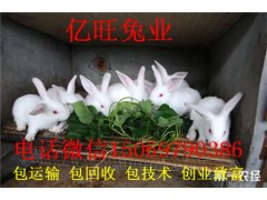 肉兔養(yǎng)殖注意事項(xiàng)