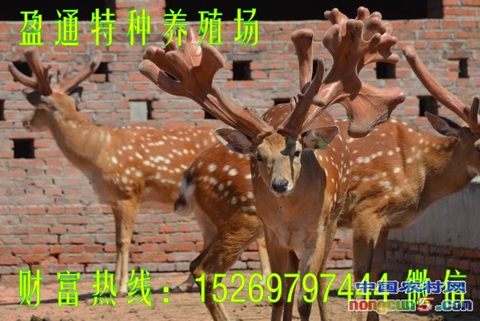 001xKOOLgy6UwOwomMv17_conew1