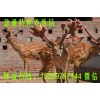 正規(guī)梅花鹿養(yǎng)殖場