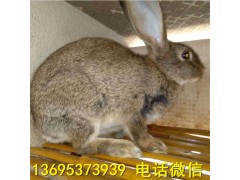 隴南寵物兔養(yǎng)殖場種母兔價格