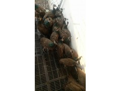 阿勒泰養(yǎng)殖鴕鳥好銷售嗎