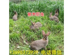 西寧寵物兔養(yǎng)殖場(chǎng)養(yǎng)兔掙錢嗎