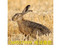 皇島比利時(shí)兔養(yǎng)殖場種公兔價(jià)格