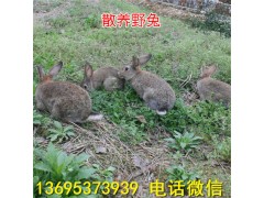 隴南新西蘭兔養(yǎng)殖場種兔價格