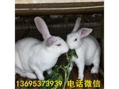 天水寵物兔養(yǎng)殖場(chǎng)種母兔價(jià)格