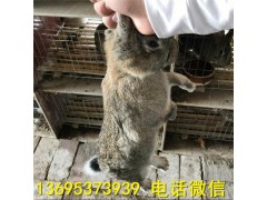 臨夏長毛兔養(yǎng)殖場養(yǎng)兔市場行情