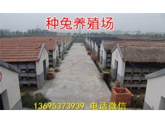 天水比利時(shí)兔養(yǎng)殖場養(yǎng)兔市場行情