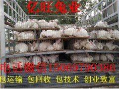 江蘇哪里有養(yǎng)殖兔子的
