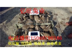 野兔的分圈養(yǎng)和籠養(yǎng)