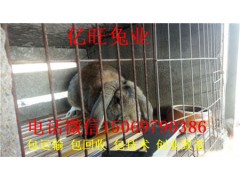 雜交野兔