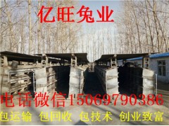 河北哪里有養(yǎng)兔子的
