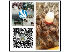 保定鴕鳥苗多少錢一個(gè)月