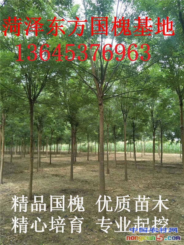 國(guó)槐03_副本