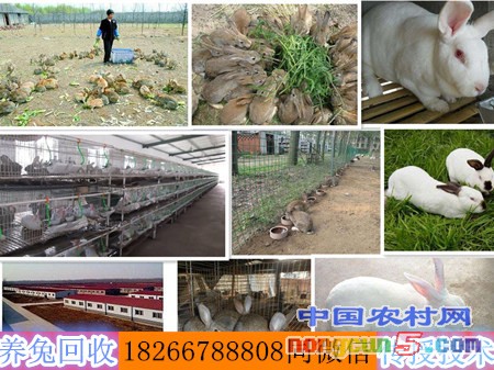 initpintu_副本