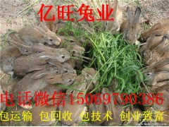 農(nóng)村養(yǎng)殖什么能致富
