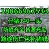 黑龍江山東苗豬仔豬價(jià)格50斤多少錢山東安徽生豬仔豬交易市場(chǎng)價(jià)格