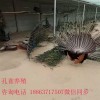 周口鴕鳥(niǎo)苗多少錢(qián)一公一母只