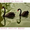 鄭州2018鴕鳥(niǎo)苗多少錢(qián)一只